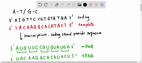 GENETIC CODE WORKSHEET Given is a strand of DNA, fill in the ...
