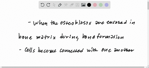 what-appropriate-cellular-structures-make-it-an-osteocyte