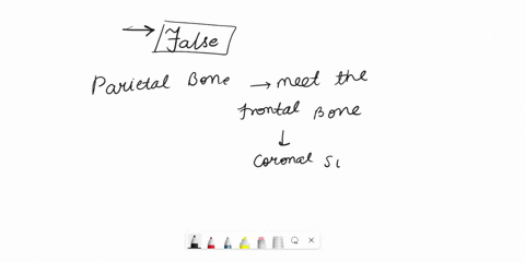 the-parietal-bones-meet-the-frontal-bone-along-the-sagittal-suture-trueorfalse-true-false-43136