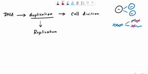the-two-strands-of-a-dna-double-helix-are-separated-by-an-enzyme-called-helicase-at-several-origins-of-replication-along-the-length-of-each-chromosome-to-keep-the-strands-apart-single-strand-08736