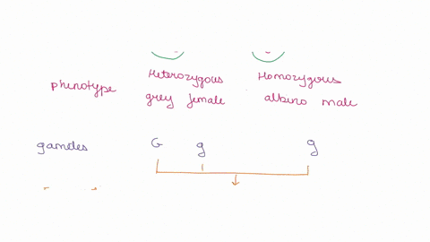 directions-solve-each-problem-showing-your-work-for-each-cross-give-the-genotypes-ind-phenotypes-of-the-offspring-and-the-probability-of-getting-cach-answer-tbe-questions-that-accompany-each-45112