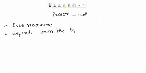 proteins-that-will-be-eventually-secreted-from-the-cell-are-made-on-the-first-modified-in-the-and-then-modified-to-completion-in-the-afree-ribosomes-smooth-endoplasmic-reticulum-golgi-comple-00548