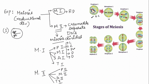 1-assume-a-diploid-organism-cell-is-diploid-homologous-pairs-of-chromosomes-are-lining-up-near-the-middle-of-the-cell-best-describes-a-metaphase-ii-b-anaphase-i-c-anaphase-ii-d-metaphase-i-b-85492