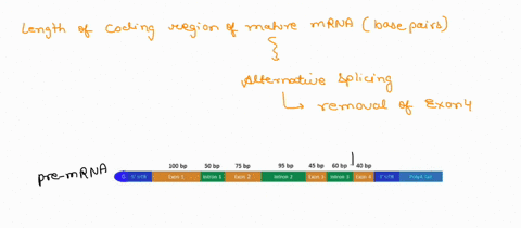 a-scientist-identifies-pre-mrna-with-the-structure-shown-below-what-is-the-predicted-size-of-the-coding-sequence-in-the-corresponding-mature-mrna-in-base-pairs-bp-excluding-the-cap-the-utrs_-84976