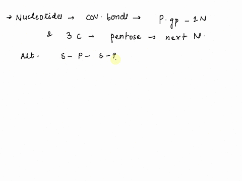 select-the-statement-that-correctly-describes-the-connection-between-two-nucleotides-a-a-phosphodiester-bond-would-form-between-the-phosphate-groups-of-each-of-the-nucleotides-b-a-phosphodie-22446