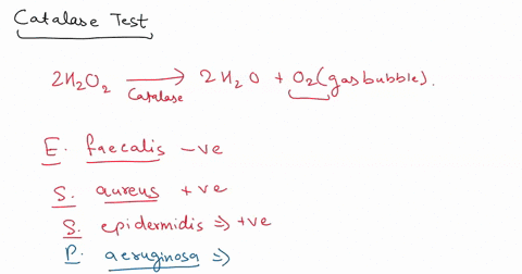 table-result-of-catalaseoxidase-and-coagulase-tests-for-various-bacteria-bacteria-catalase-oxidase-coagulase-e-faecalis-s-aureus-s_epidermidis-paeruginosa-38135