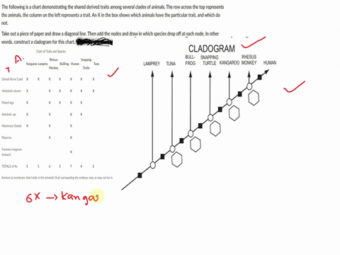 the-following-is-a-chart-demonstrating-the-shared-derived-traits-among-several-clades-of-animals-the-row-across-the-top-represents-the-animalsthe-column-on-the-left-represents-a-traitan-x-in-08552