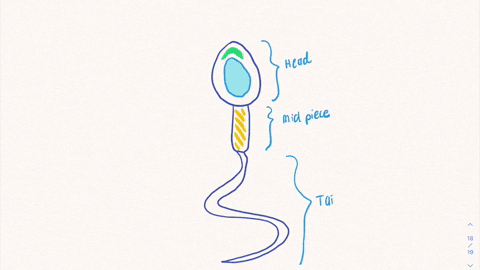 describe-the-major-structural-and-functional-regions-of-a-sperm-29863