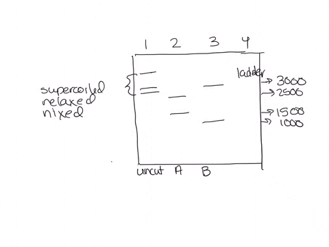 you-have-performed-restriction-digestion-and-gel-electrophoresis-on-dna-plasmid_-using-different-restriction-enzymes-aild-the-gel-picture-shotn-below-uncut-plasmid-placed-in-lane-plasmid-cut-69335