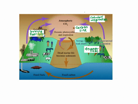question-5-of-13-the-diagram-shows-the-processes-of-the-carbon-cycle-identify-each-process-with-the-correct-term-answer-bank-photosynthesis-burning-fossil-fuels-plant-respiration-decompositi-83319