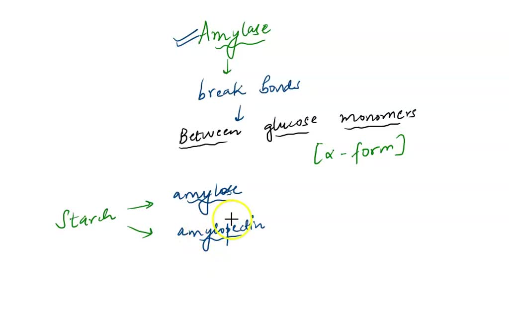 SOLVED The enzyme amylase can break bonds between glucose monomers
