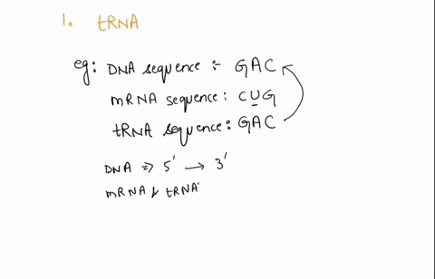 1-the-trna-that-binds-the-start-codon-has-the-sequence-_____-at-its-_____-a-5uac3-amino-acid-attachment-site-b-3uac5-anticodon-c-3uac5-amino-acid-attachment-site-d-5aug3-amino-acid-attachmen-69968