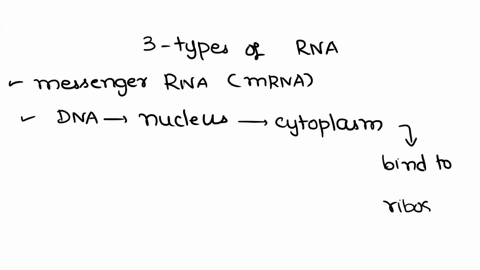what-are-the-three-types-of-rna-used-for-translation-and-their-functions-44836