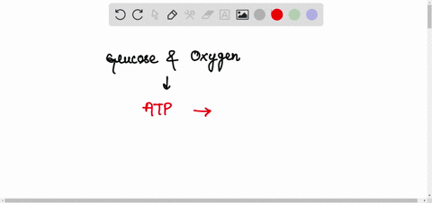 what-cellular-process-releases-energy-by-converting-oxygen-and-glucose-to-carbon-dioxide-and-water-o-a-anaerobic-respiration-o-b-aerobic-respiration-o-c-the-calvin-cycle-d-photosynthesis-89965