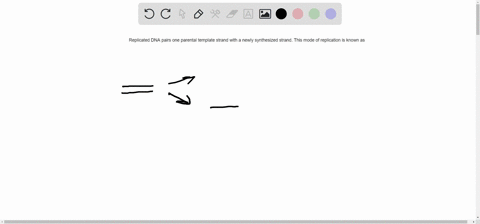 replicated-dna-pairs-one-parental-template-strand-with-a-newly-synthesized-strand-this-mode-of-replication-is-known-as