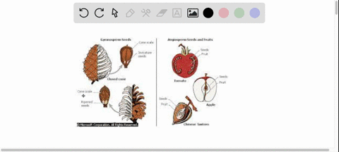 which-of-the-following-are-2-synapomorphies-shared-derived-characters-of-all-seed-plants-not-including-seeds-flowers-and-reduced-gametophytes-vascular-tissue-and-seeds-flowers-and-fruits-pol-68235