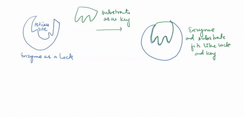 in-the-box-below-please-illustrate-any-enzymes-and-substrate-label-the-following-key-words-in-your-illustration-enzymes-substrate-and-active-site-14859