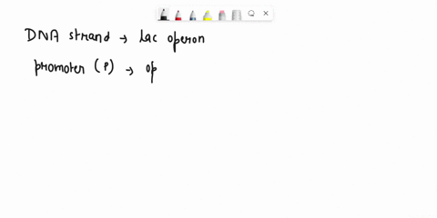 draw-diagram-below-ofthe-lac-operon-including-the-gene-for-the-repressor-protein-known-as-lacl-86136