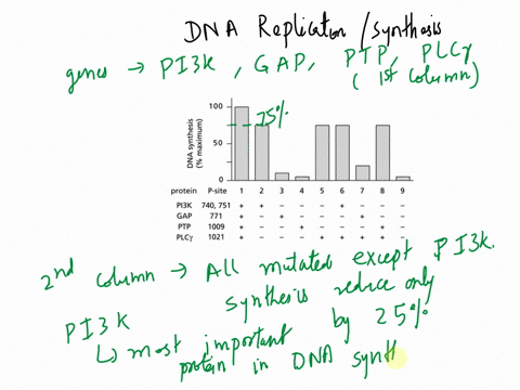 question-2-when-activated-pdgf-receptor-gets-phosphorylated-on-multiple-tyrosine-sites_-these-phosphorylated-tyrosines-serve-as-assembly-sites-for-proteins-containing-sh2-domains-such-as-plc-54572