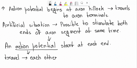 1-what-would-happen-if-you-experimentally-stimulated-an-axon-close-to-both-the-axon-hillock-and-the-axon-terminal-at-the-same-time-2-neurons-use-both-graded-and-action-potentials-to-carry-el-75073