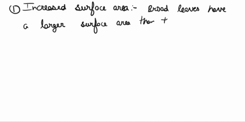 how-do-broad-thin-leaves-provide-an-advantage-for-photosynthesis-52497