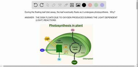 during-the-floating-leaf-disk-assay-the-leaf-disk-eventually-floats-as-it-photosynthesizes-why-does-this-occur-a-the-leaf-disk-floats-due-to-oxygen-produced-during-the-light-independent-reac-37687