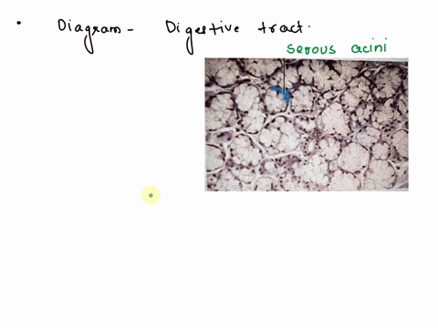 palhistology-digestive-systemlab-practicalquestion-22-identify-the-highlightedstructure-59785