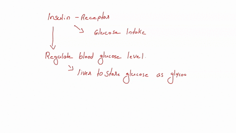 part-1b-questions-if-insulin-cannot-properly-interact-with-its-receptor-explaln-how-this-might-affect-glucose-uptake-into-the-resting-skeletal-muscle-2pt-enter-vour-answver-nere-xzx-how-coul-37217