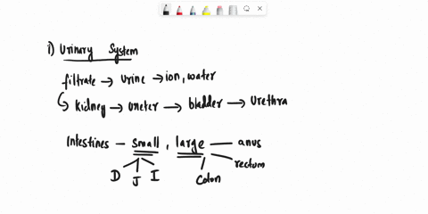 question-1-which-of-the-following-organs-is-not-found-in-the-urinary-system-a-colon-b-urinary-bladder-urethra-d-ureter-question-2-plasma-proteins-provide-osmotic-balance-act-as-ph-buffers-an-57805