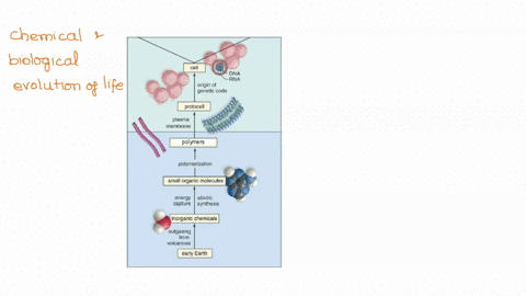 chemical-and-biological-evolution-of-life-classify-the-following-characteristics-as-describing-either-the-chemical-or-biological-evolution-of-life-cell-dna-rna-origin-of-genetic-code-protoce-47964