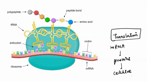 lribosomes-select-the-correct-trnas-via-interactions-between-the-codon-in-the-mrna-the-anticodon-in-the-trna-and-bases-of-the-small-ribosomal-rna-in-the-base-of-the-site-this-describes-a-bac-30307