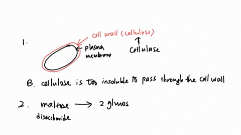 17-why-must-the-enzyme-cellulase-work-outside-the-organism-that-hosts-it-a-cellulose-is-too-highly-charged-to-pass-through-the-cell-wall-b-cellulose-is-too-insoluble-to-pass-through-the-cell-wall-c-ce