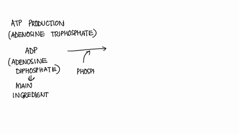 in-_______________-electrons-that-have-been-energized-by-light-contribute-their-energy-to-add-phosphate-to-adp-producing-atp-a-crassulacean-acid-metabolism-b-the-calvin-cycle-c-photorespirat-35157