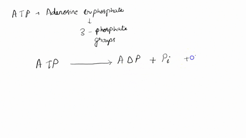 question-5-1-point-the-energy-arailable-in-an-atp-molecule-is-liberated-when-the-bond-between-the-sugar-and-the-first-phosphate-is-broken-it-i5-combined-with-adp-adenosine-diphosphate-fourth-40119