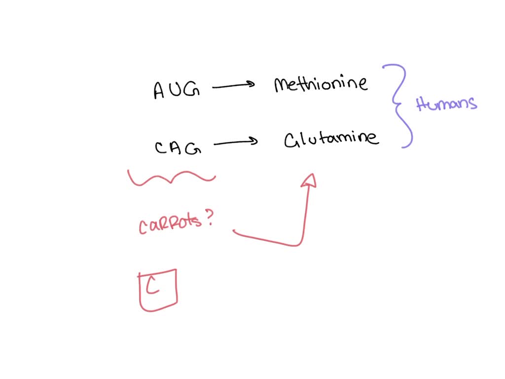 SOLVED The Codon Chart Below Shows That Adenine uracil guanine AUG solved-the-codon-chart-below-shows-that-adenine-uracil-guanine-aug