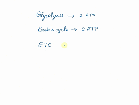 when-all-three-steps-of-cellular-respiration-occur-how-many-atp-molecules-can-be-produced-for-each-molecule-of-glucose-70986