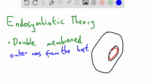 what-evidence-is-there-that-mitochondria-and-chloroplasts-originated-from-ancient-prokaryotes-and-why-25611