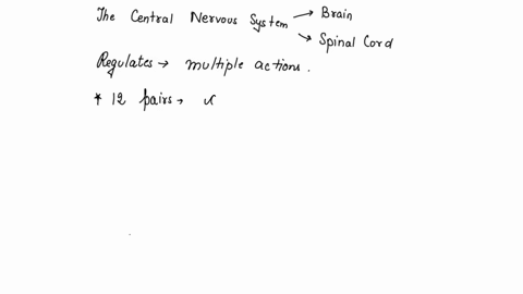which-term-names-part-of-the-central-nervous-system-brain-nerves-sensors-75972