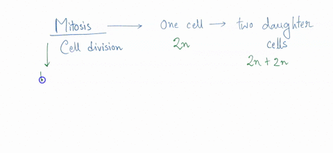 what-would-happen-if-a-cell-underwent-mitosis-but-did-not-successfully-complete-cytokinesis-one-cell-with-one-nucleus-two-daughter-cells-with-an-abnormal-number-of-chromosomes-one-cell-viith-90936