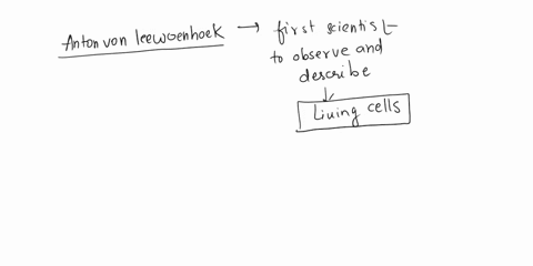 what-was-anton-van-leeuwenhoeks-contribution-of-cell-theory-09476