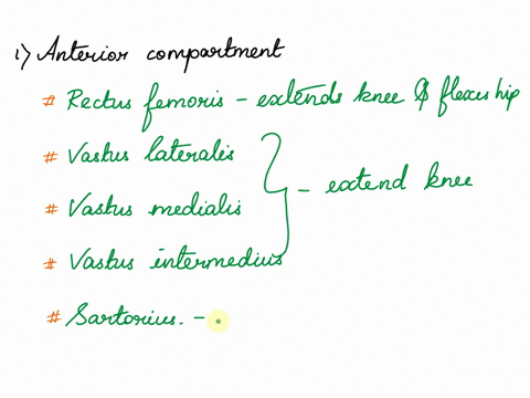 list-the-major-actions-of-the-muscles-of-the-anteriormedial-and-posterior-compartments-of-the-thigh-12683