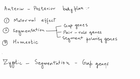 drosophila-embryonic-development-is-regulated-by-gene-groups-which-form-a-hierarchy-both-in-logic-of-development-and-in-time-these-groups-include-segment-polarity-genes-maternal-effect-genes-06993