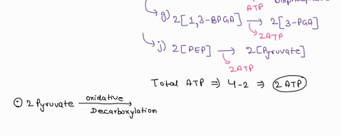 1-if-you-started-with-one-molecule-of-glucose-how-many-molecules-of-atp-are-produced-at-the-end-of-citric-acid-cycle-delineate-various-steps-in-which-discrete-packets-of-these-energies-are-r-59862