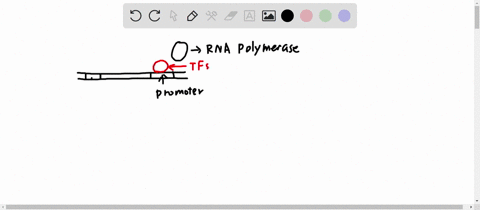 question-9-3-pts-how-do-eukaryotic-transcription-factors-exert-their-effects-on-transcription-when-their-binding-sites-can-be-thousands-of-base-pairs-away-from-the-promoter-after-binding-to-77422
