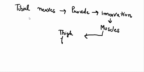 all-if-possible-plz-22the-tibial-nerve-innervates-muscles-in-the-thighlegand-foot-atrue-bfalse-23a-patient-is-admitted-to-the-er-with-a-deep-penetrating-wound-to-the-buttocksupon-examination-83183