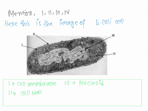 you-can-see-tem-image-of-the-e-coli-bacteria-below-identify-the-cellular-structures-in-the-numbered-sections-and-explain-their-functions-in-detail-2-26682
