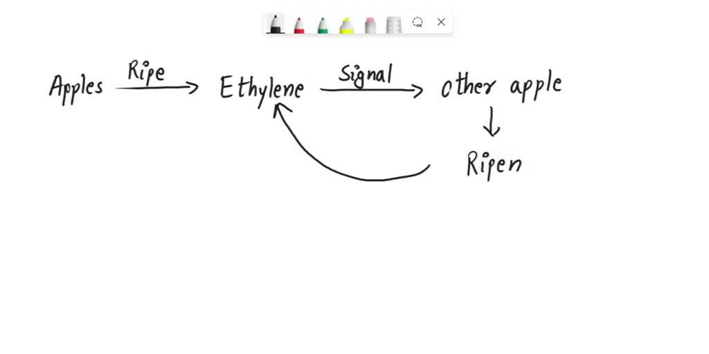 Apple Ripe Spectrum SOLVED: As apples on a tree ripen, they produce the chemical ethylene ...