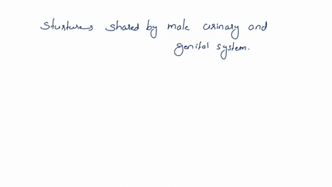 which-of-the-following-structures-is-shared-by-the-male-urinary-and-genital-systems-urethra-prostate-gland-cowper-gland-ureter-57379