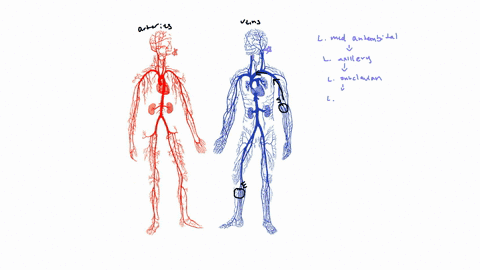 a-patient-is-injected-with-an-iodinated-contrast-medium-during-a-radiological-investigation-assuming-the-contrast-medium-was-injected-through-the-median-antecubital-vein-at-the-left-elbow-ou-29857