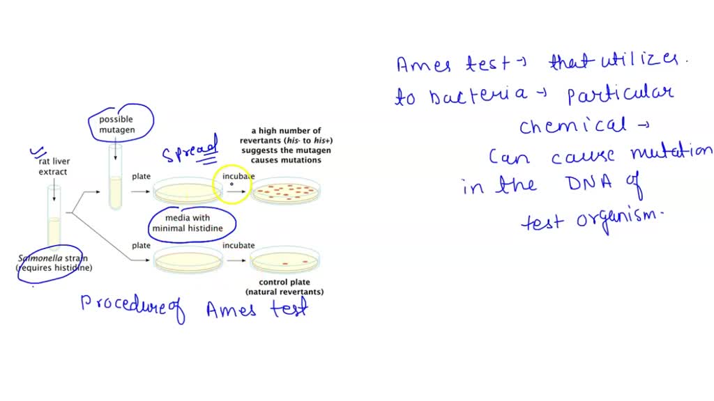 SOLVED Question The Ames test is an invaluable tool in